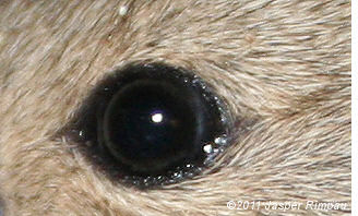 Gesundes Auge eines Steppenlemmings