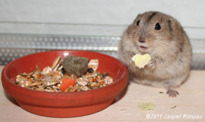 Steppenlemming frisst