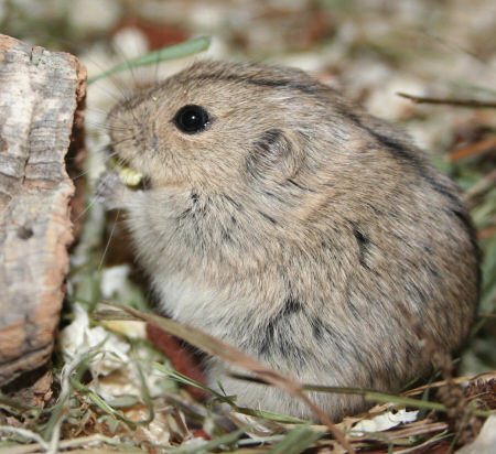 Lagurus Lagurus